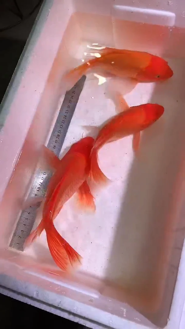 蝴蝶鲤鱼蝴蝶鲤直播选鱼专用链接 凭开箱视频售后