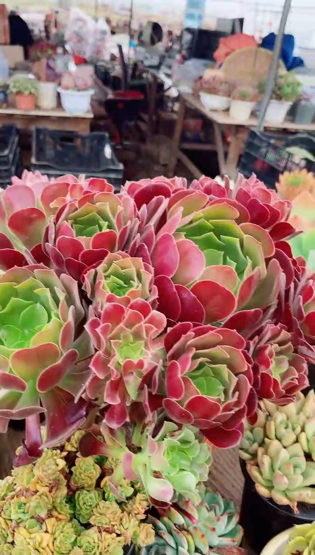 ?***葱多肉植物一物一拍21163