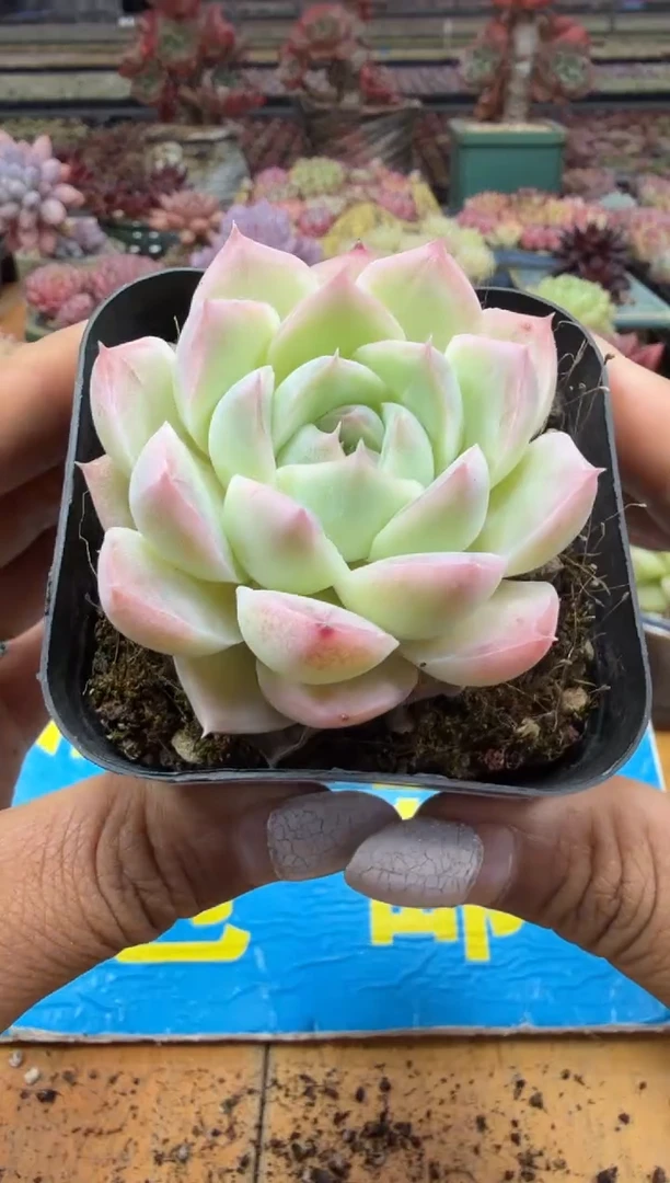 东云多肉园二店-258