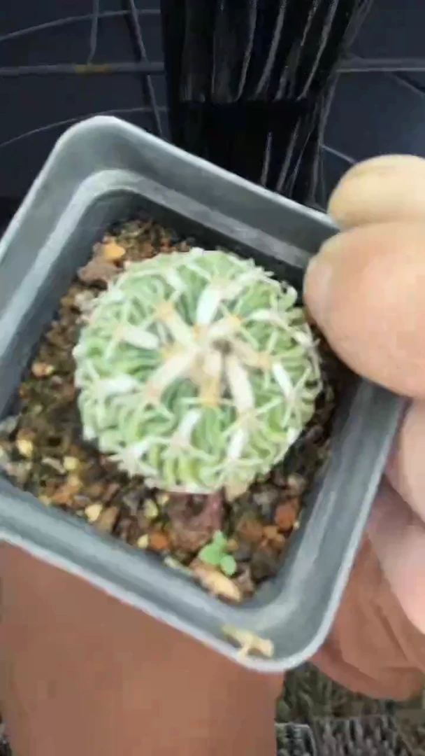 5-11        12.99