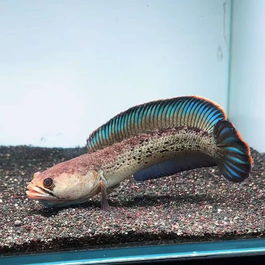 蓝宝石鬼王雷龙鱼