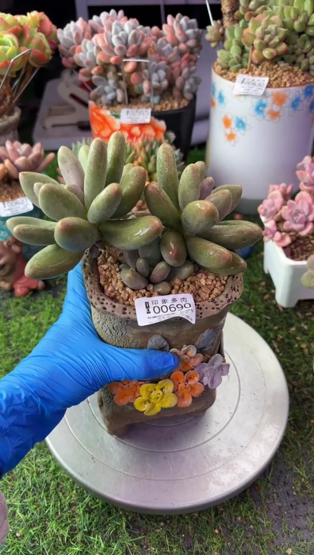 昆明印象多肉00690