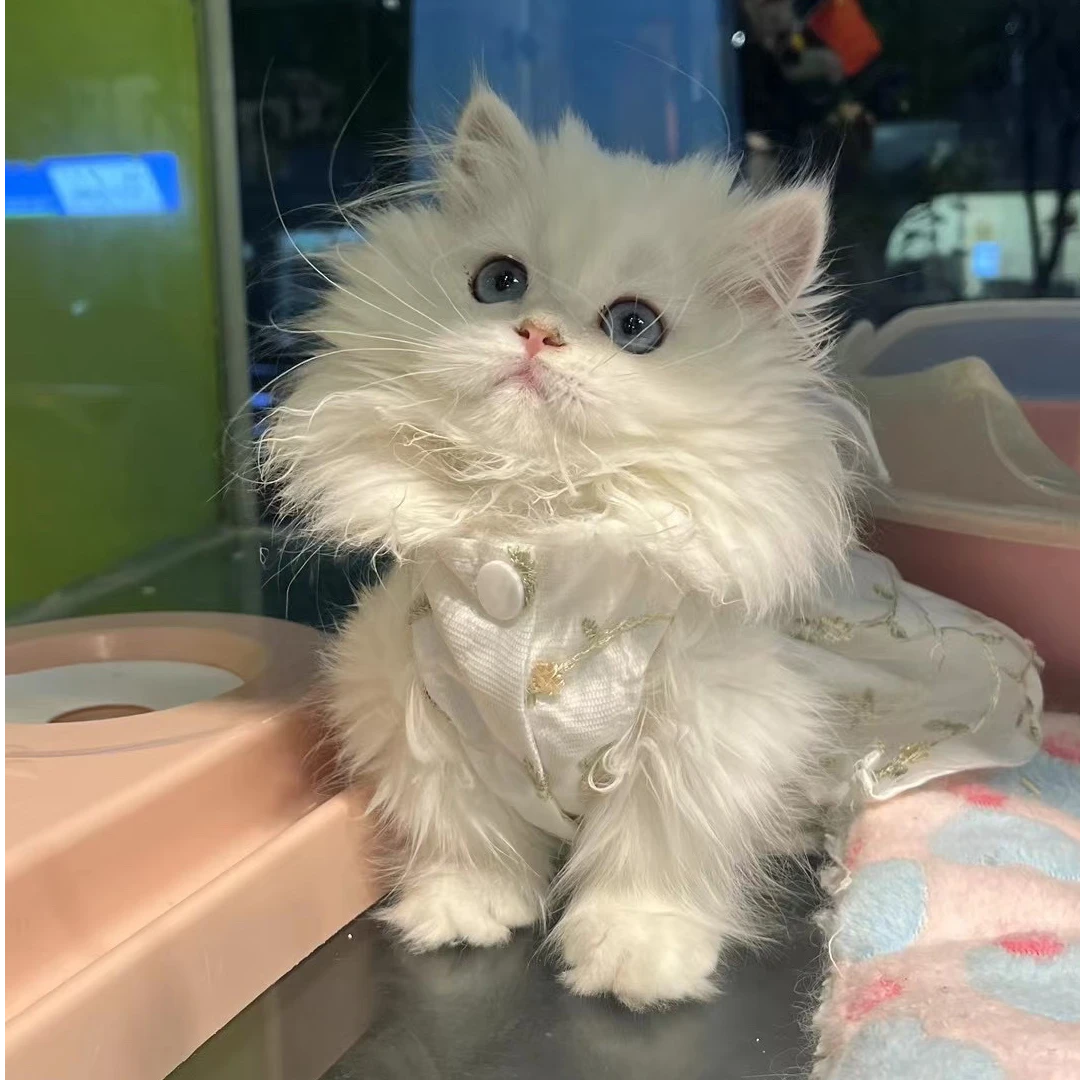 小爪印猫咪活体全款链接