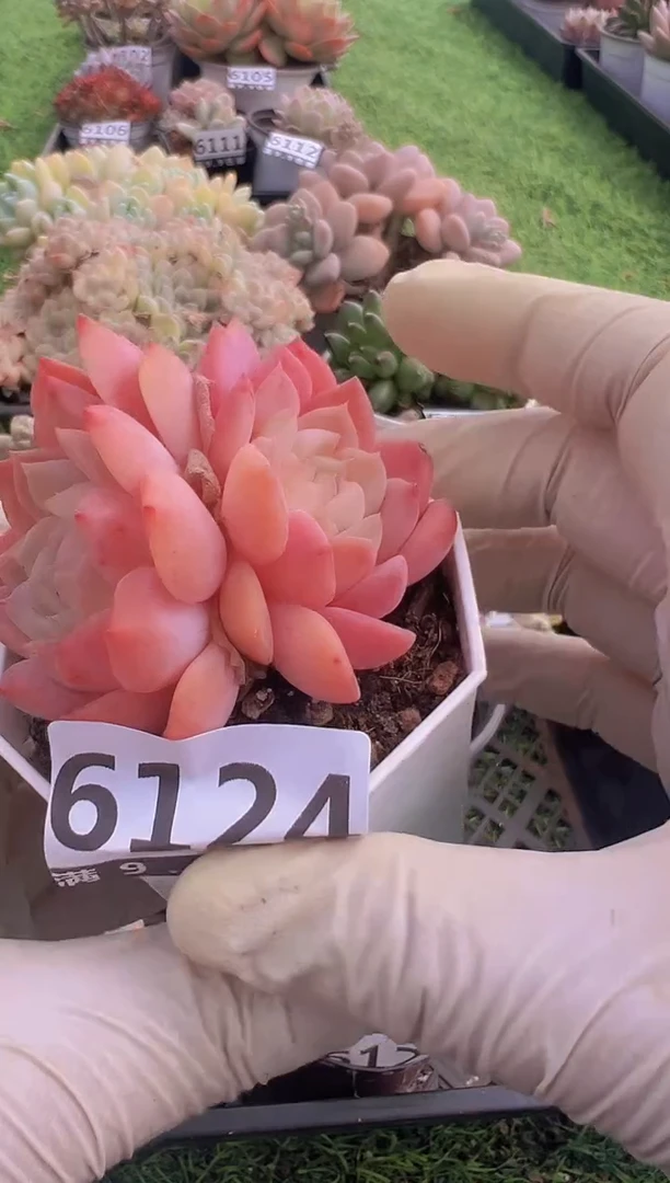 【闪购商品】信福多肉一物一拍