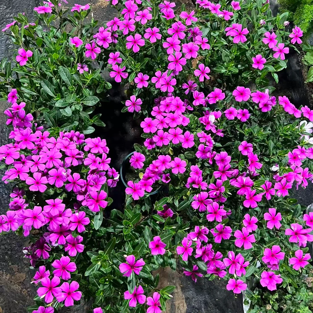 【木本长春花】盆栽花苗四季梅金达莱四季开花多年生阳台庭院天天开