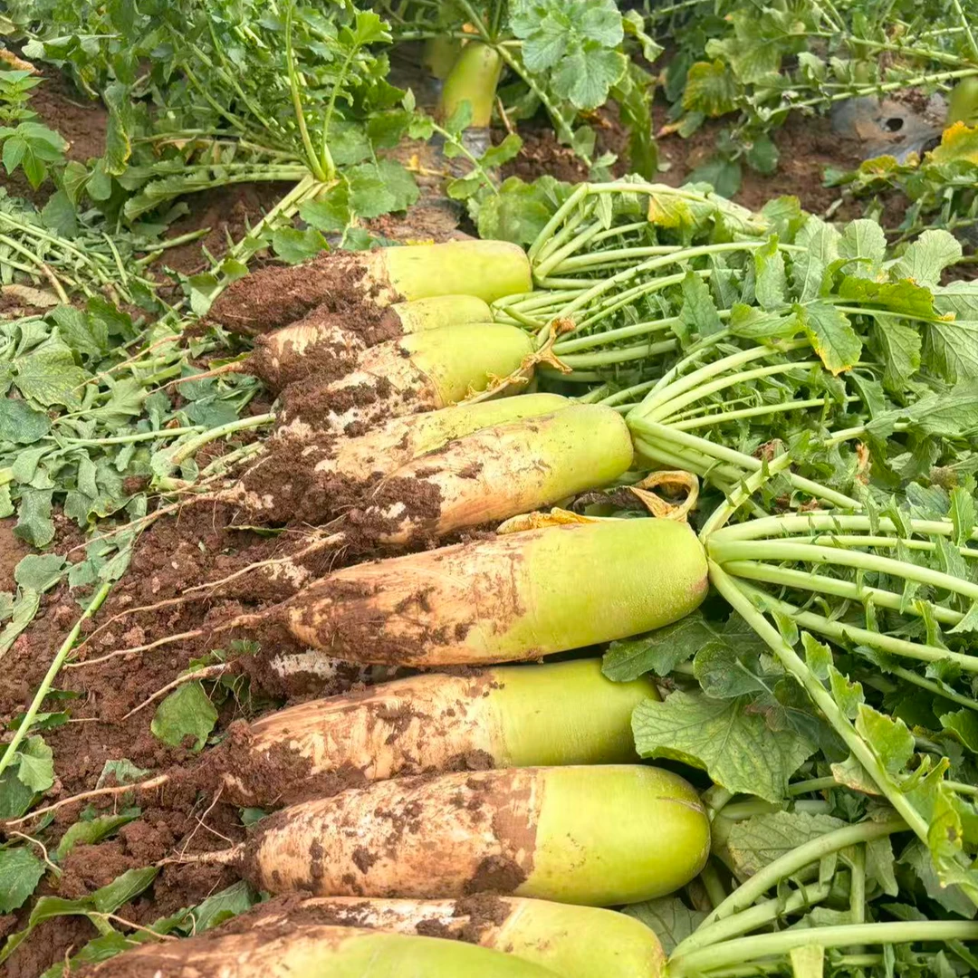 山西太行山高山清甜润心白萝卜农家自产地头新鲜蔬菜