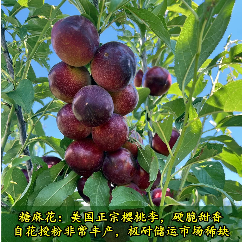 糖麻花樱桃李子苗
