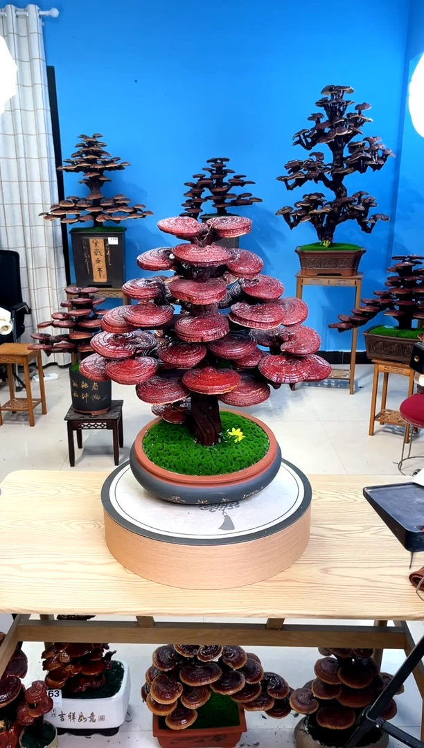 灵芝盆景888888888