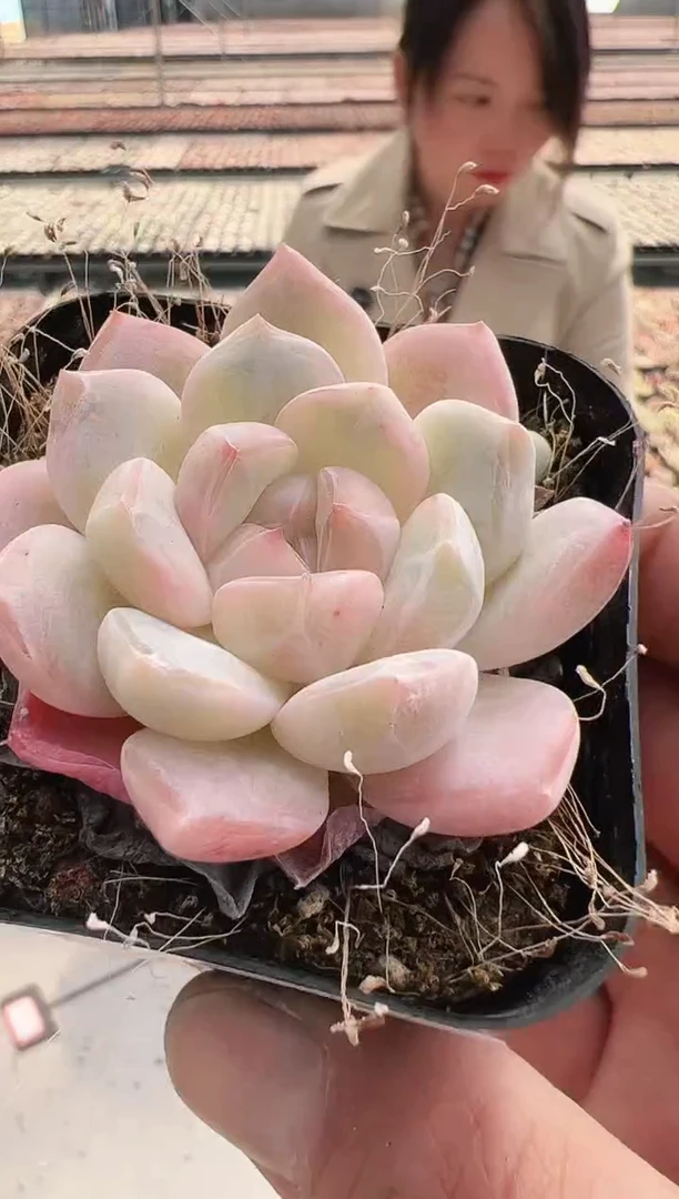 【闪购商品】冰心-12