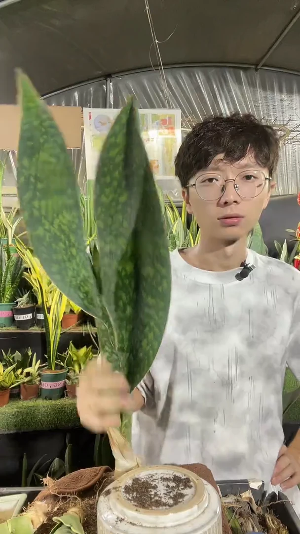 双叶翡翠宝镜40cm 起23.8