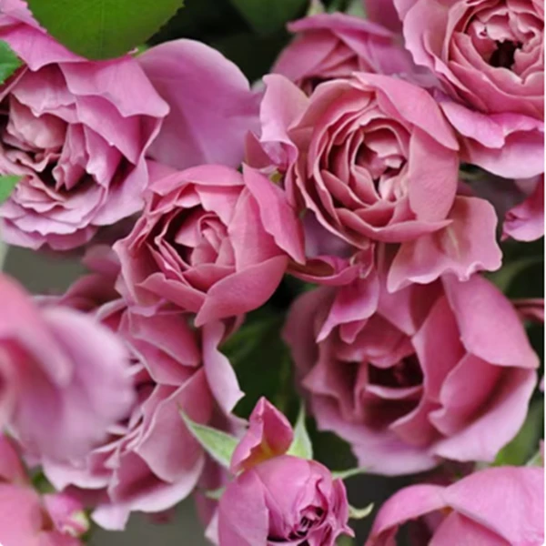 葵灌木月季勤花多头复古色阳台庭院植物花卉盆栽