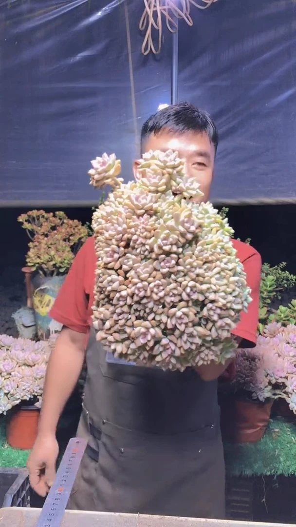 201淡雪缀化一物一拍