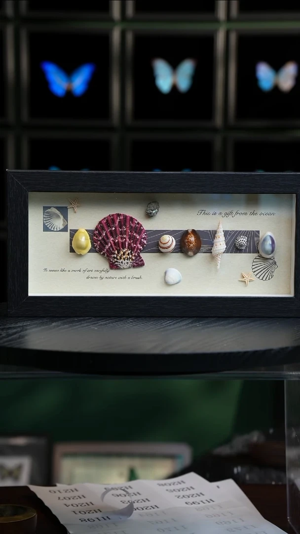 海洋标本组合摆件