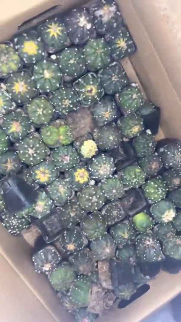 5颗星兜 品种不指定3-5cm