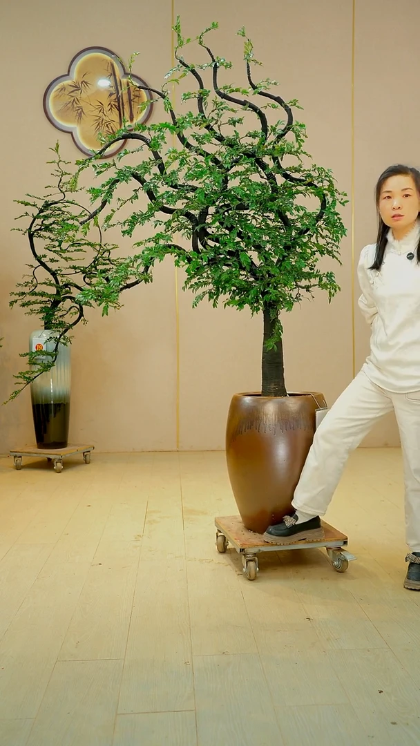 以实际为准哈**衣【广东小叶紫檀】落地高端盆景绿植四季常青常绿