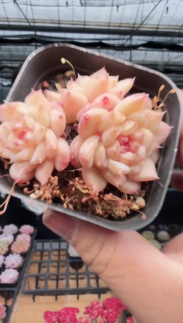 东云多肉园新款-498