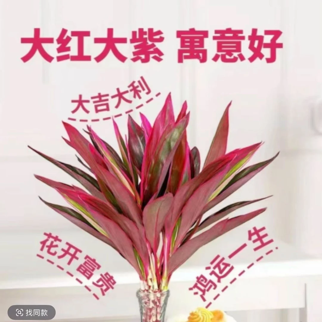 【鸿运当头】鸿运紫竹朱蕉富贵竹绿植可土培水培绿植花卉盆栽