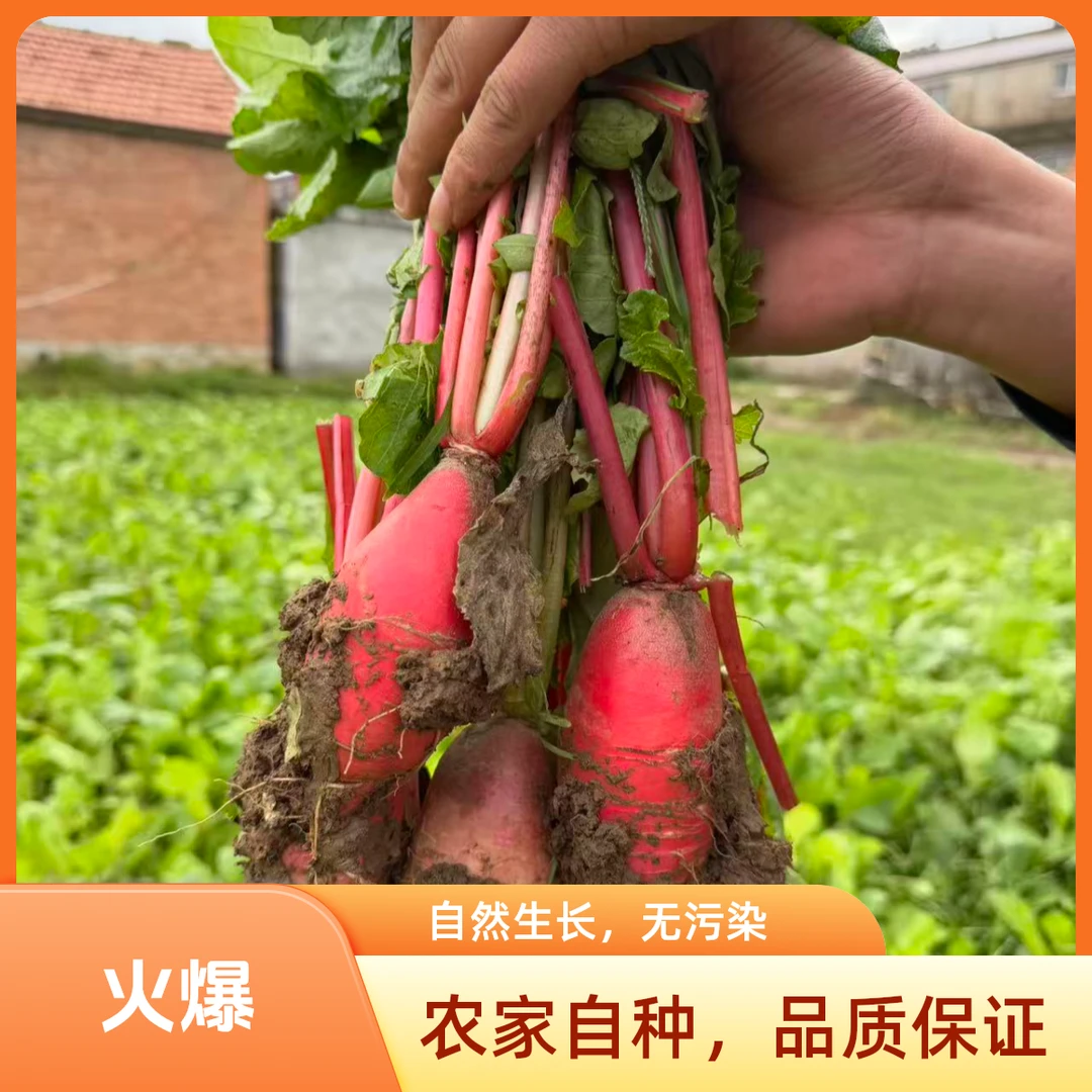 【顺丰】苏北农家自种正宗红皮萝卜新鲜产地直发白心水萝卜可做泡菜