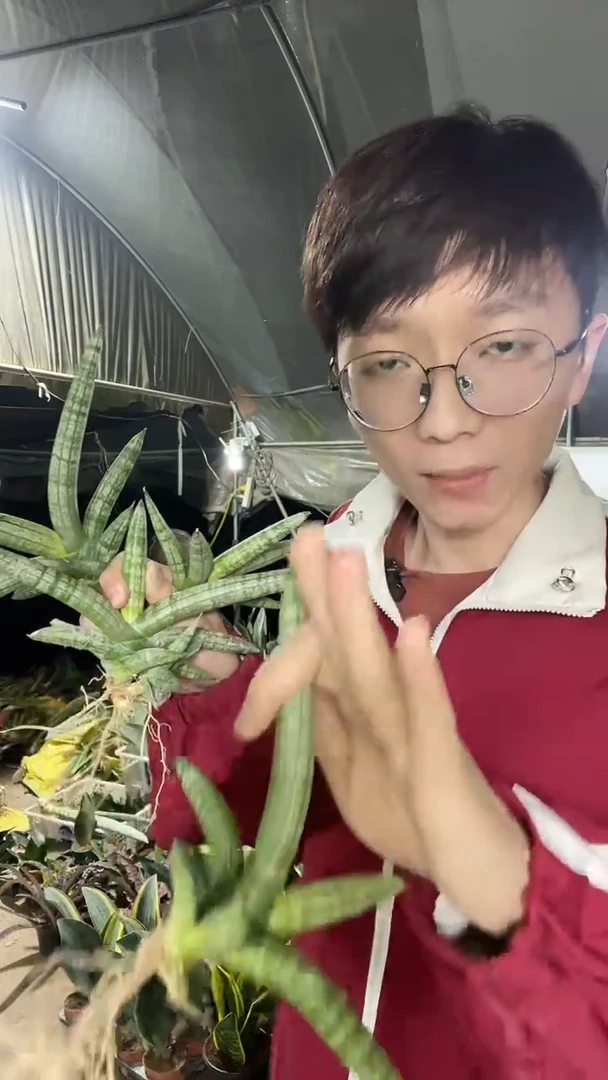 迷你佛手兰裸根3叶起4棵9.9