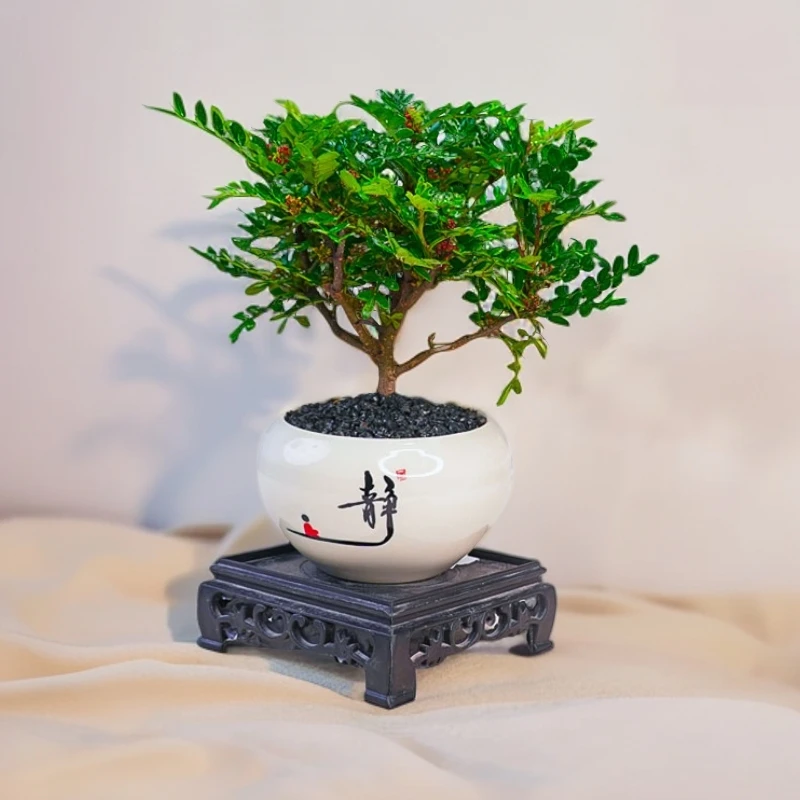 清香胡椒木盆景清香木盆栽办公室内净化空气驱蚊绿植花卉桌面植物