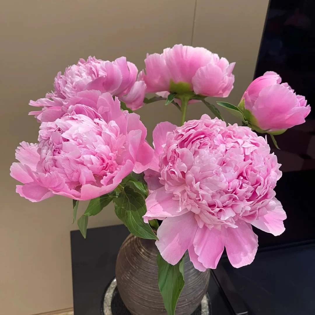 【粉色芍药5支】鲜花次日达批发直播品质鲜花 全场任意满两单鲜花顺丰包邮