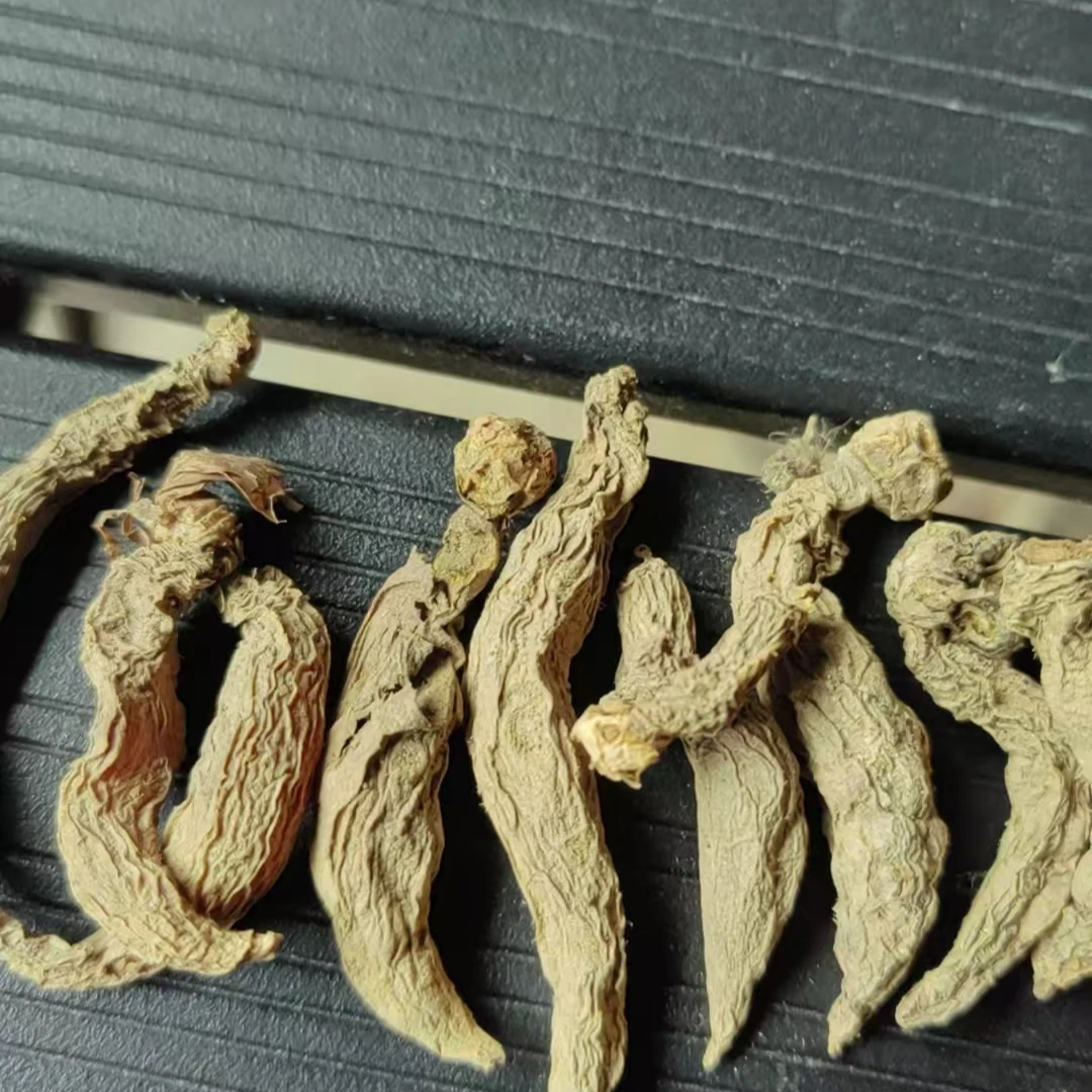 云南深山  童子参