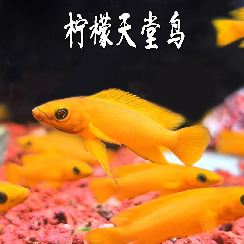 小型热带观赏鱼 黄金天堂鸟 草缸搭色好养易活