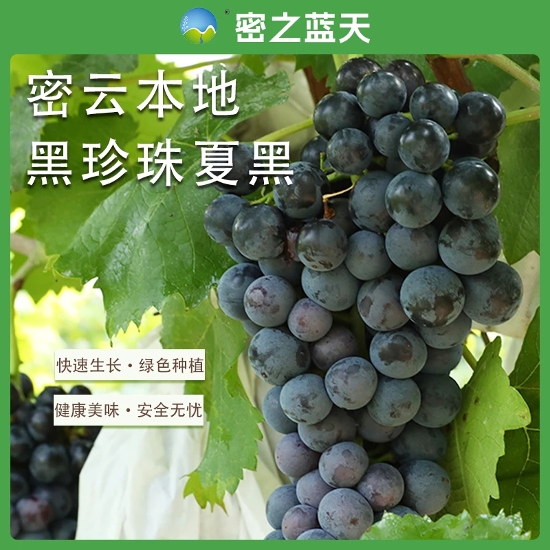 【黑珍珠夏黑】密之蓝天密云本地现摘现发七分甜三分酸黑珍珠夏黑葡萄2-5斤北京市
