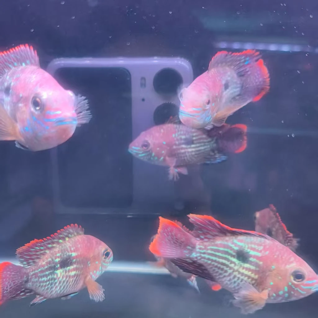 红尾皇冠球热带观赏鱼1条5－6cm(3单发货)