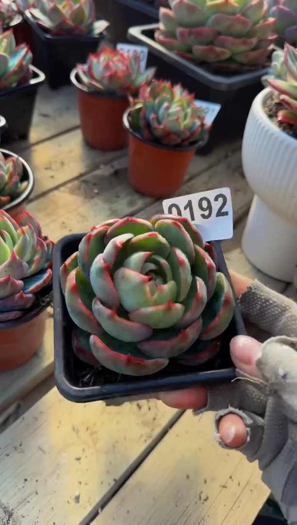 【闪购商品】0192惊鸿仙子（裸根发货）