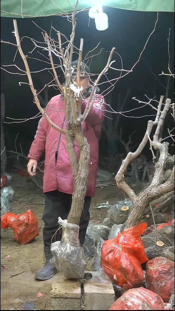 完全开放枣树350