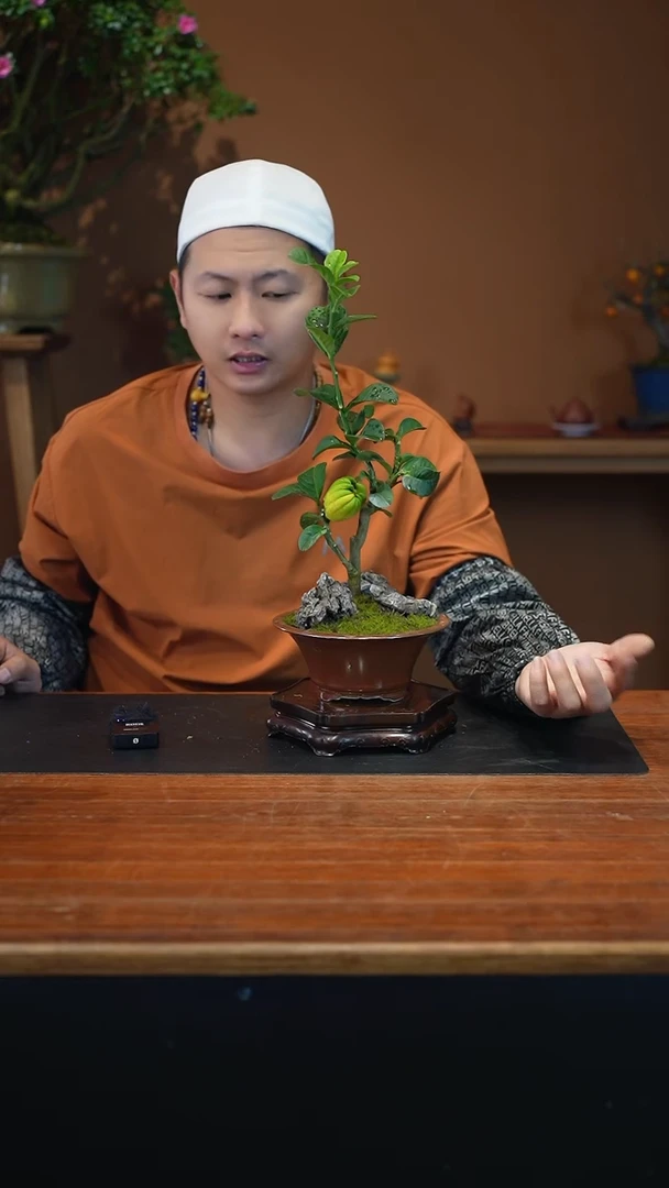 全部花朵?****满佛手盆景盆景盆景