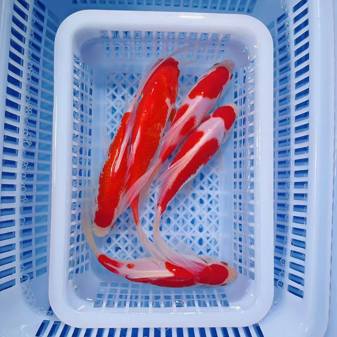 【樱花红白草5条】14-18公分冷水观赏鱼锦鲤鹦鹉好养耐活