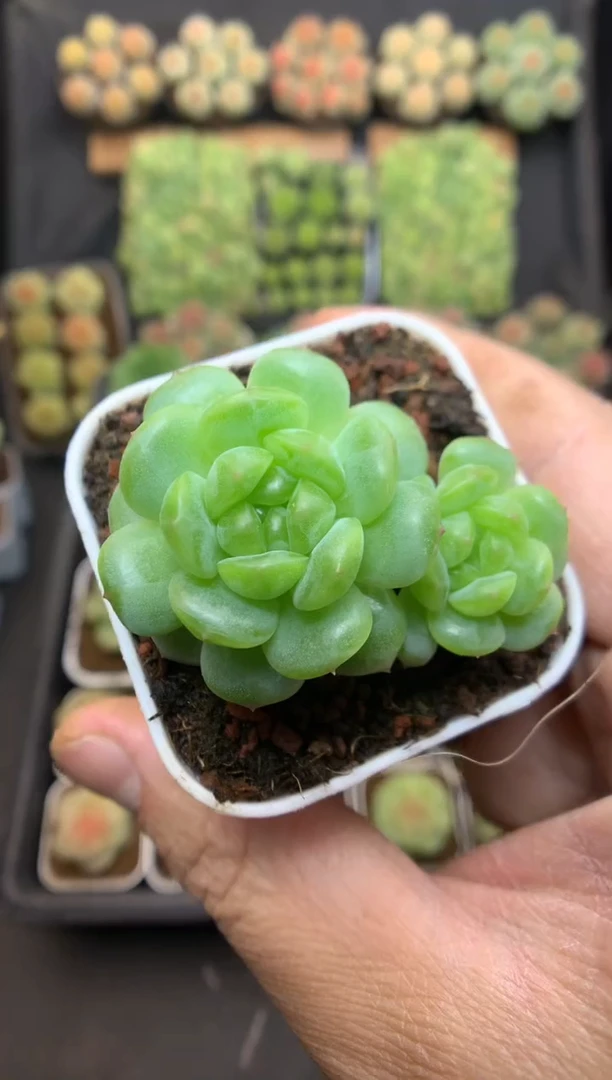 k085 遥遥珍妮双头 脱土发 30 不送珍妮土