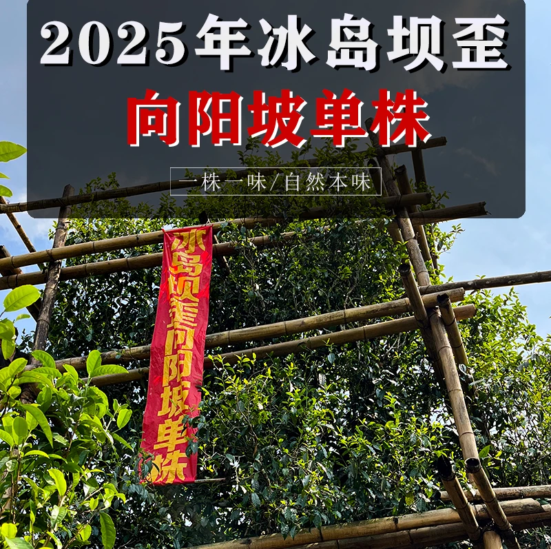 真·2025年-冰岛坝歪古树单株（独株）4Kg头春-普洱生茶散料