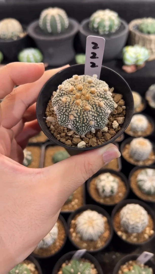 璀璨奇迹实生根星兜编码222