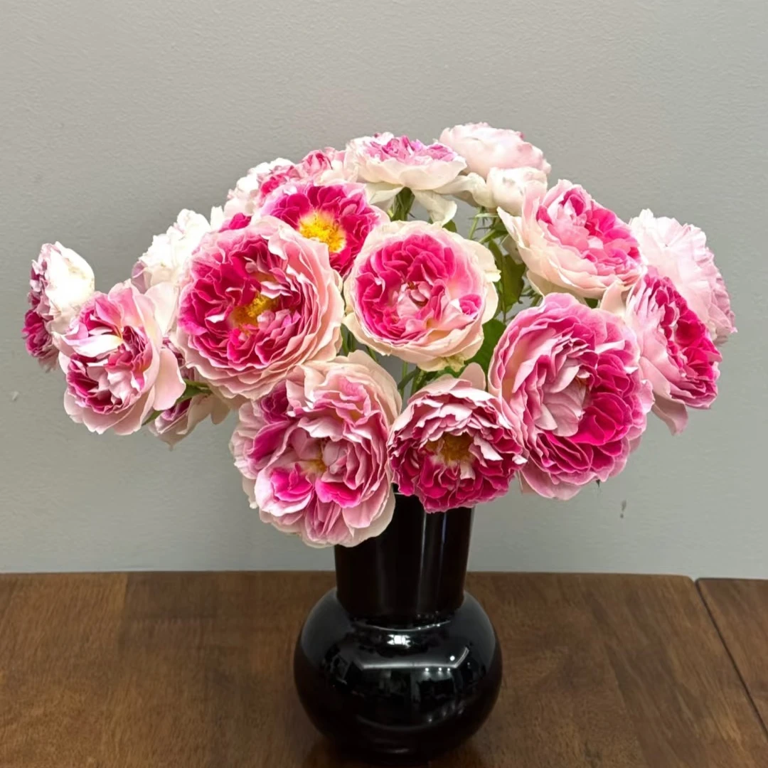 假日岛芍药根西棒棒糖月季花树清香大花75厘米左右高原盆原土