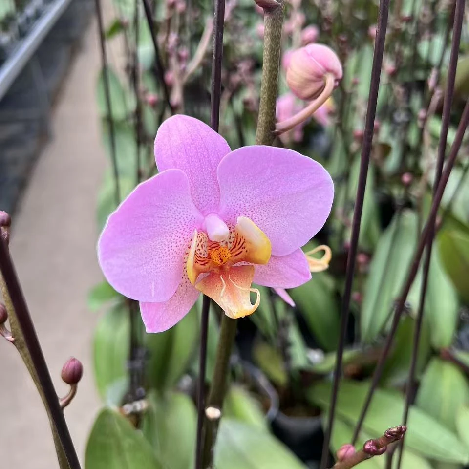 【博蒙特】3.0寸杯 带花带花苞 基地直发