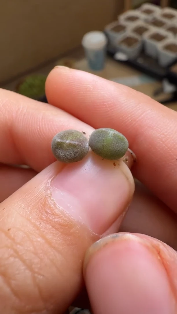 172多肉植物肉锥空蝉一颗