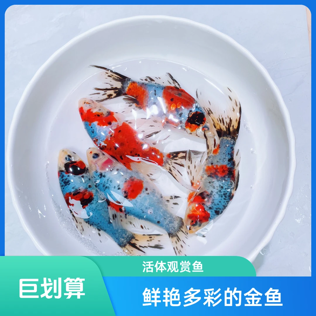 【冷水墨彩鹦鹉】冷水鱼 金鱼 新手鱼 锦鲫 鱼 观赏鱼 花色鱼 好养
