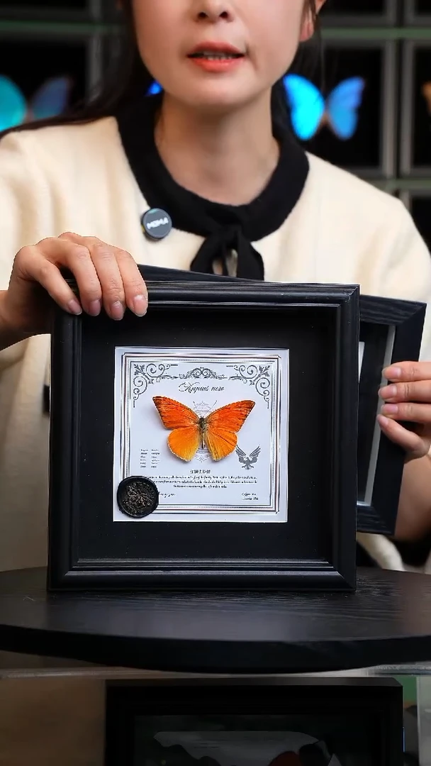 红翅尖粉蝶盲盒版7寸方框