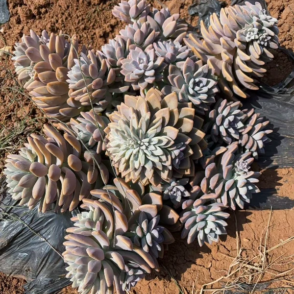 地栽飘枝淡雪 精品多肉植物 新手好栽 好养 云南发货