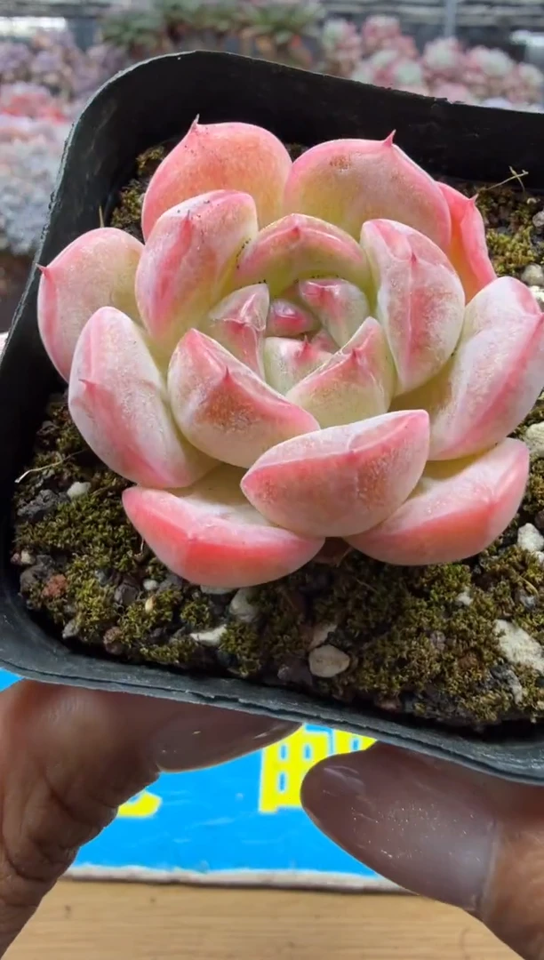 东云多肉园二店-73