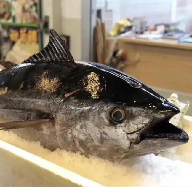 【整条】蓝鳍金枪鱼海钓放血超低温排酸去腮去内脏金枪鱼新鲜刺身