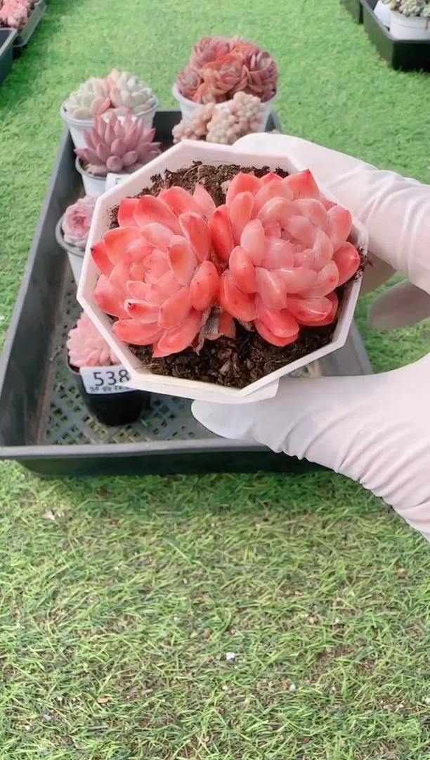 【闪购商品】梦会多肉一物一拍