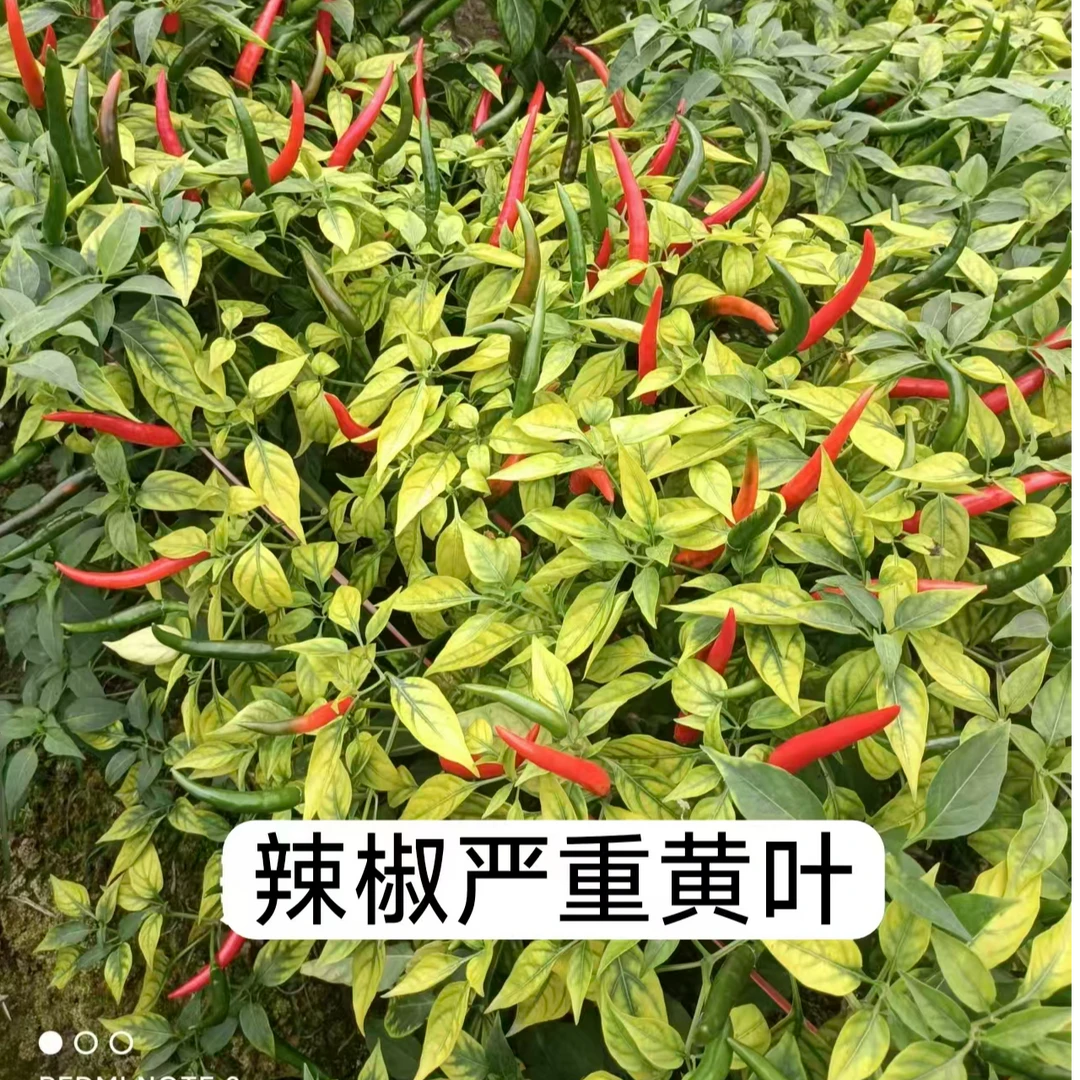 黄妹妹中量元素水溶肥料作物黄叶恢复转绿