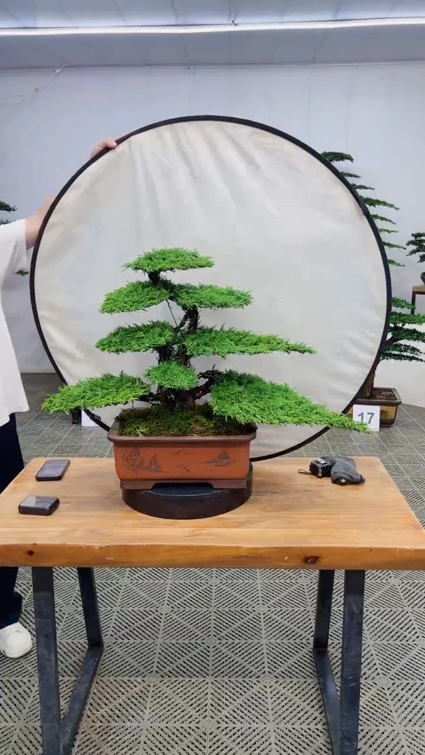 无花朵造型盆景一物一拍