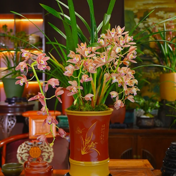 大红色兰花[绯月红袖] 室内桌面高端盆栽绿植花卉保底3-5只花箭