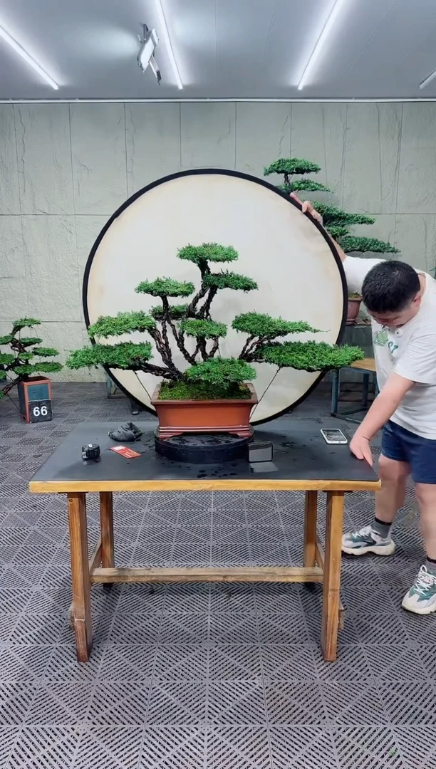 无花朵盆景济州真柏