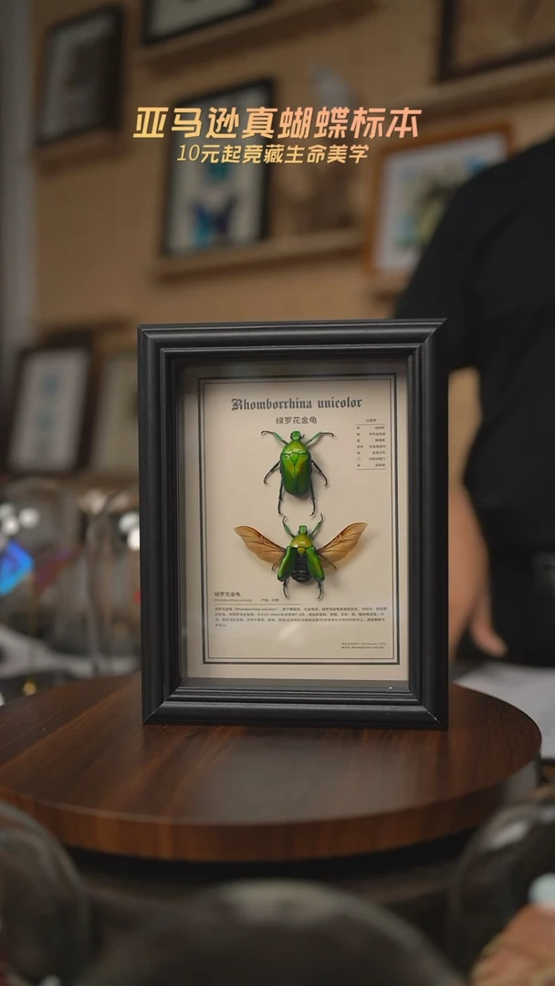 有机玻璃绿罗花金龟两只7寸欧式方框